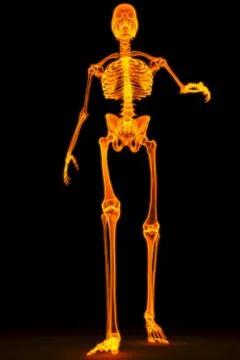 Skeleton Stock Illustration