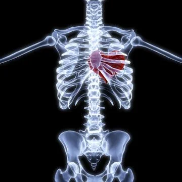 Skeleton Illustrazione stock