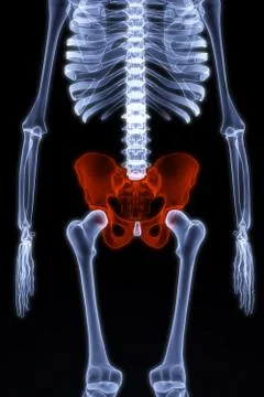 Skeleton Stock Illustration