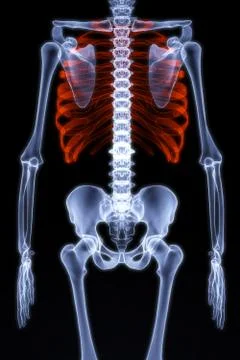 Skeleton Illustrazione stock