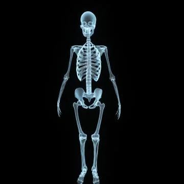 Skeleton Stock Illustration