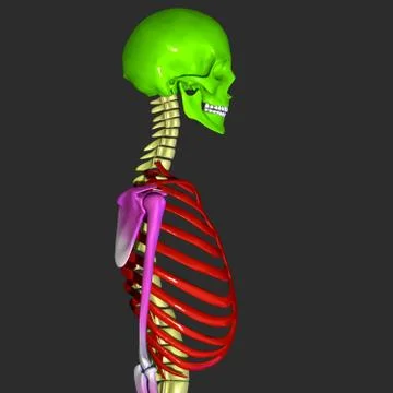 Skeleton Stock Illustration