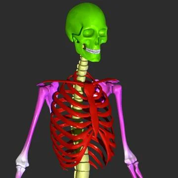 Skeleton Stock Illustration