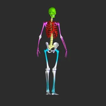 Skeleton Stock Illustration