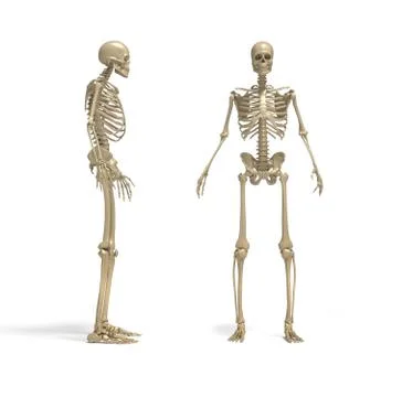 Skeleton Illustrazione stock