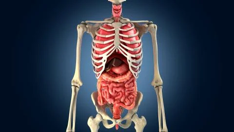 Skeleton with internal organs Stock Illustration