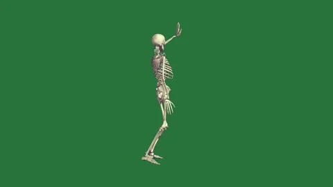 A skeleton isolated on green screen background Stock Footage 336954998