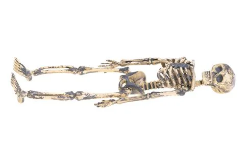 Skeleton isolated Stock Photos
