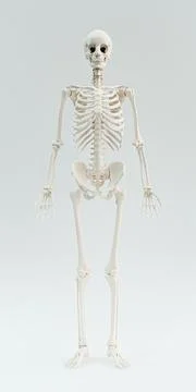 Skeleton isolated on white background Stock Illustration