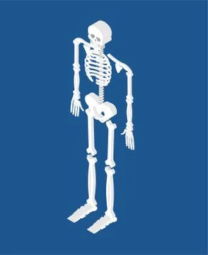 Skeleton isometric isolated. 3D Skull and Bones. Pelvic bone and ribs. Spine  Stock-Illustration