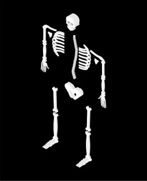 Skeleton isometric isolated. 3D Skull and Bones. Pelvic bone and ribs. Spine  Stock-Illustration
