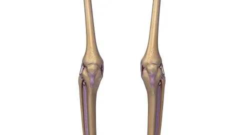 Skeleton Knee Joint with ligaments Stock Illustration