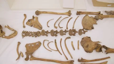 Skeleton in Laboratory / Forensic Видео 145056005
