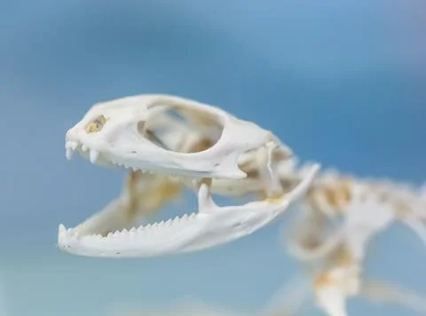 Skeleton of a large lizard Stock Photos