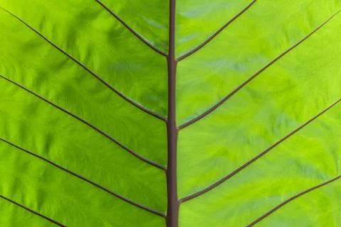 Skeleton leaf abstract Stock Photos