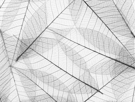 Skeleton leaf background Stock Photos