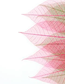 Skeleton leaf background Stock Photos