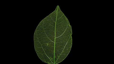 Skeleton of leaf on a black background. Vídeos de archivo 108214738