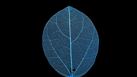 Skeleton of leaf on a black background. Stock Footage 108215426