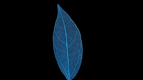 Skeleton of leaf on a black background. Vídeos de archivo 108215715