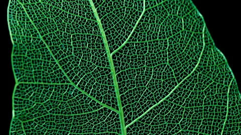Skeleton of leaf on a black background. 스톡 동영상 108216067