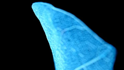 Skeleton of leaf on a black background. Stock Footage 108578865