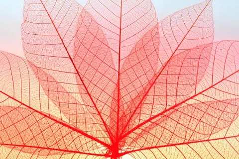 Skeleton leaf dry leaf isolated on white background Stock Photos