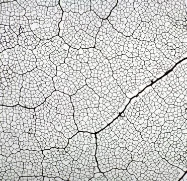 Skeleton of leaf maple closeup. abstract texture Stock Photos