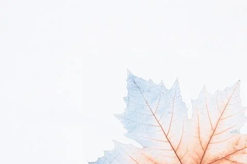 Skeleton leaf showing intricate structure and delicate veins against a clea.. Stockfoto's