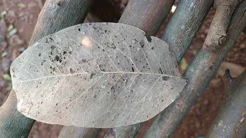 Skeleton leaf texture on wood branches macro natural pattern forest India Stock Photos