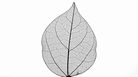 Skeleton of leaf on a white background. Vídeos de archivo 108845768