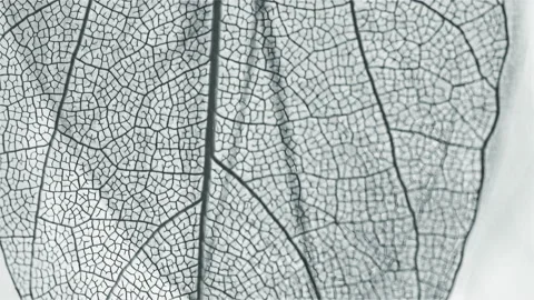 Skeleton leafs. Stock Footage 166034554
