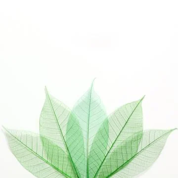 Skeleton leafs seamless abstract background Stock Photos