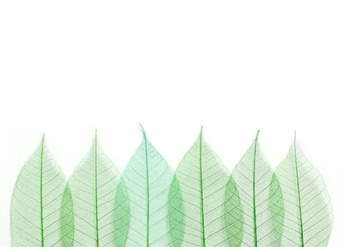 Skeleton leafs seamless abstract background Stock Photos