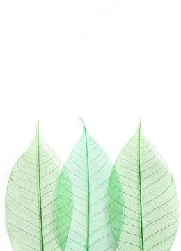 Skeleton leafs seamless abstract background Stock Photos