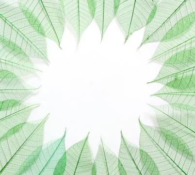 Skeleton leafs seamless abstract background Stock Photos