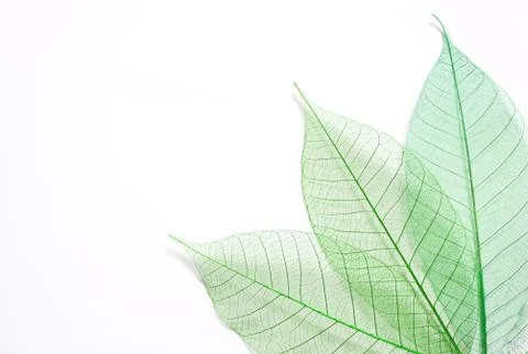 Skeleton leafs seamless abstract background Stock Photos