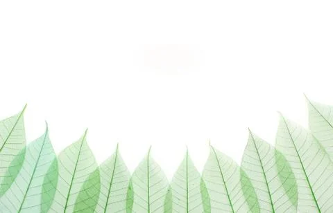 Skeleton leafs seamless abstract background Stock Photos