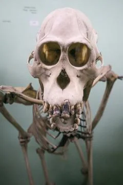Skeleton Leaning Into Camera With Large Eye Sockets Stock Photos
