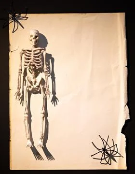 Skeleton on left side of vintage torn paper with spiders and copy space for.. Stock Photos