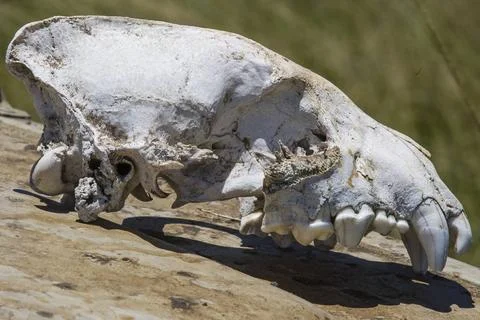  Skeleton of a leopard, skelett eines Leopardenschaedel, animal, wild, leo... Stock Photos