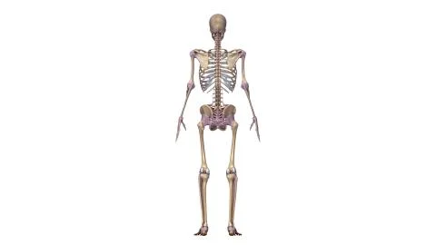 Skeleton with ligaments back Illustrazione stock
