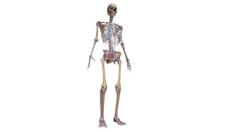 Skeleton with ligaments Illustrazione stock