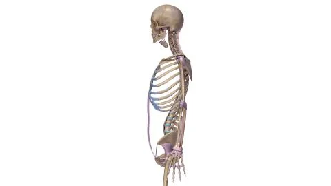 Skeleton with ligaments side Stock Illustration