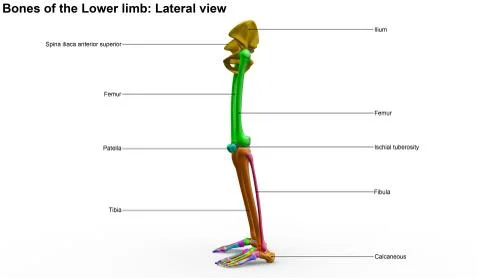 Skeleton Lower limb Lateral view Stock Illustration