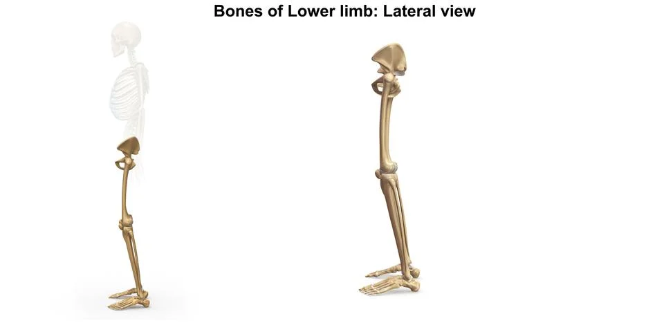 Skeleton Lower limb Lateral view Stock Illustration