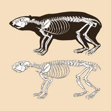 Skeleton lowland paca vector illustration animal Stock Illustration