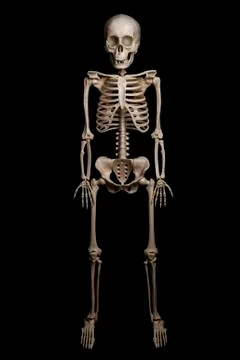 Skeleton of a man isolated on black background Stock Photos