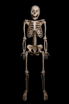 Skeleton of a man isolated on black background Stock Photos