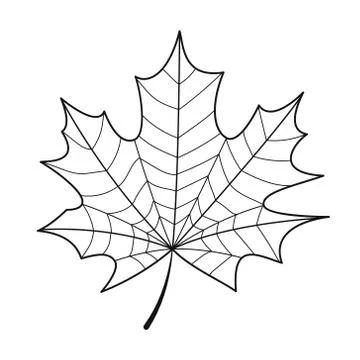 Skeleton maple leaf isolated. Vector illustration Stock Illustration